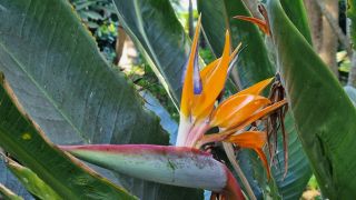 2024-01-GranCan-Jardin_de_la_Marquesa-008.jpg